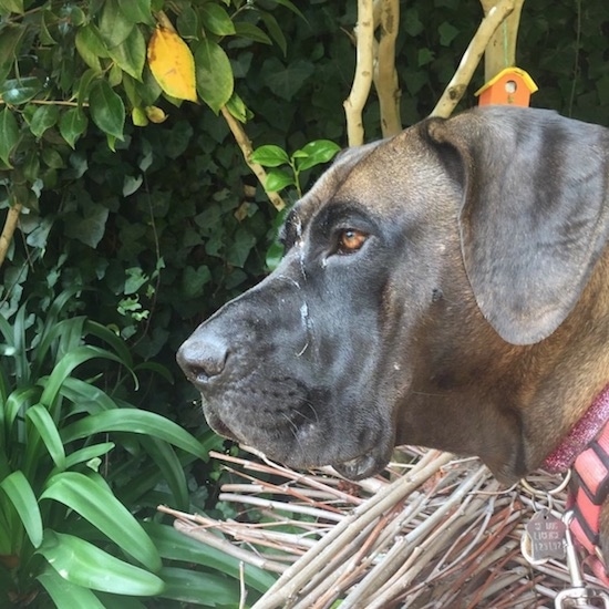 Side view head shot of a brown with black dog wiht brown eyes, a large muzzle and a black nose wearing a pink collar outside next to green plants.